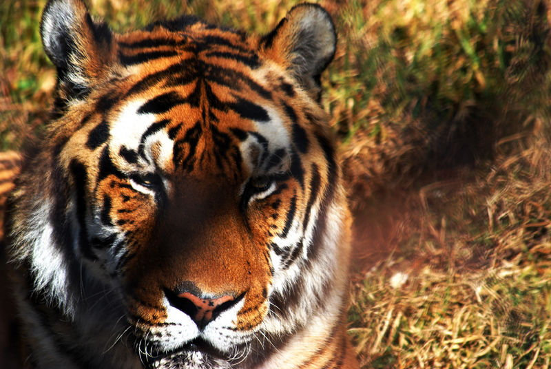 Siberian Tiger in zoo - India Travel Forum | IndiaMike.com