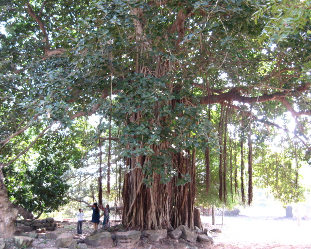 THE Banyan Tree - India Travel Forum | IndiaMike.com