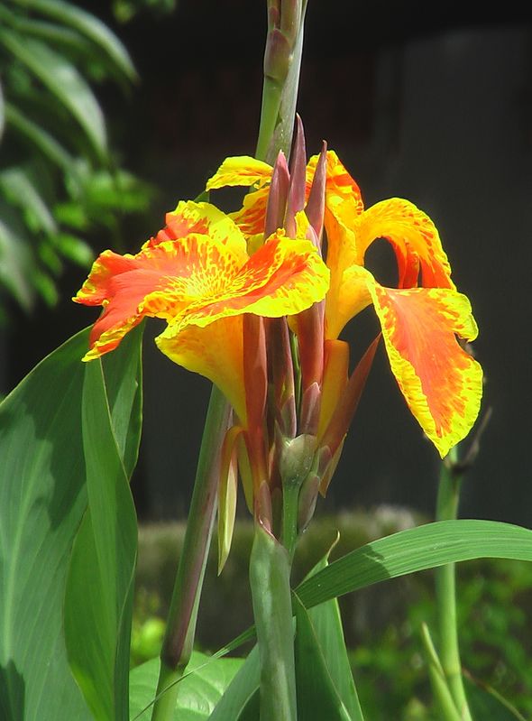 Roadside Flowers - India Travel Forum | IndiaMike.com