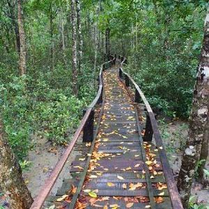  Sundarbans near Kolkata West Bengal