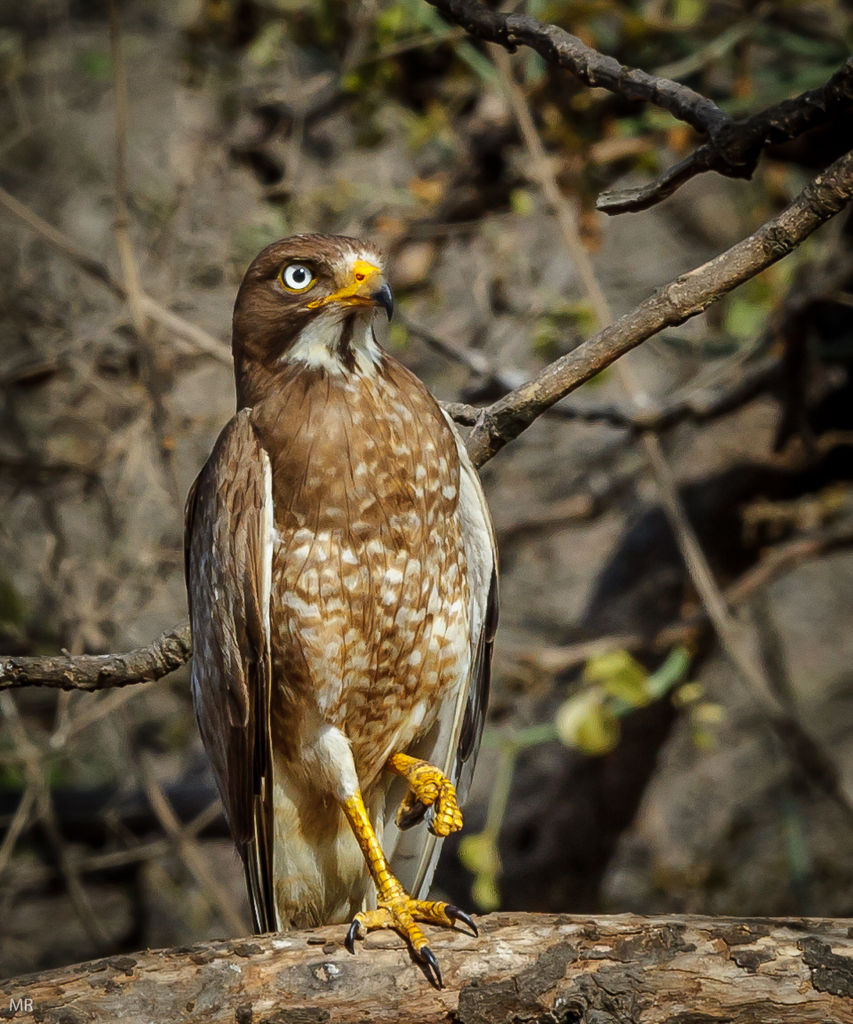 white eyed buzzard