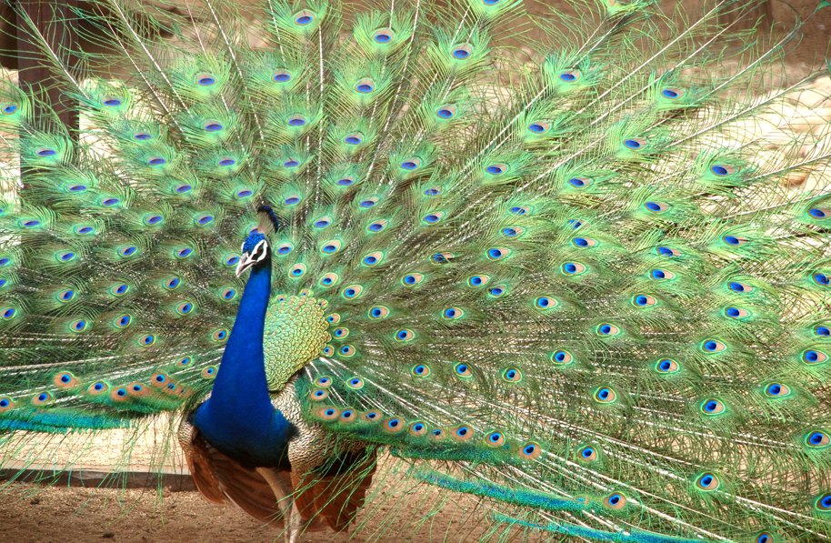 Peacock or peafowl,-courtship dance - India Travel Forum | IndiaMike.com