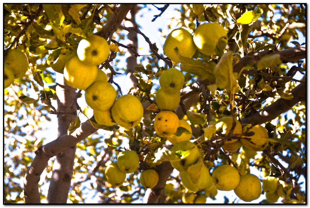 India Travel Pictures Golden Apples Chitkul