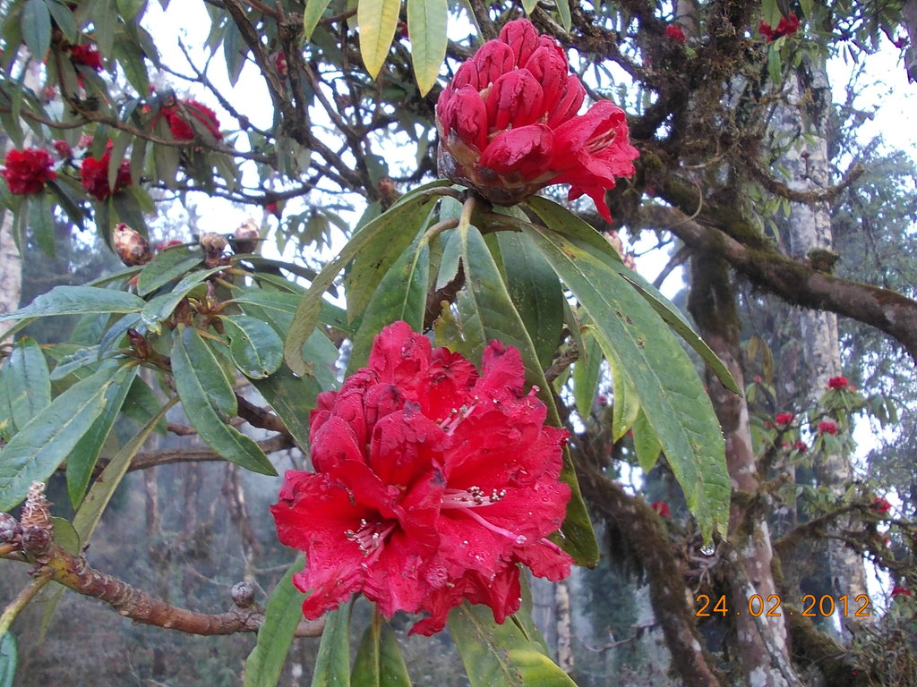 Full blown Guras (Rhododendron) in the Forest, Bagora - India Travel ...