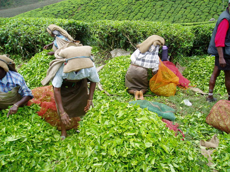 Tea Ladies - India Travel Forum | IndiaMike.com