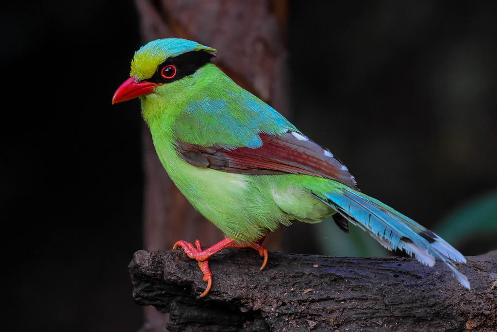 Nature’s Eccentric Beauty: Beholding the Unforgettable Sight of a Red-Beaked Bird Glowing in the Forest