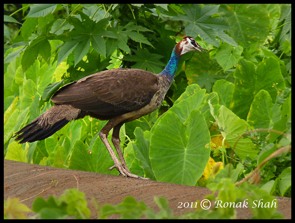 Indian Peafowl Female - India Travel Forum | IndiaMike.com