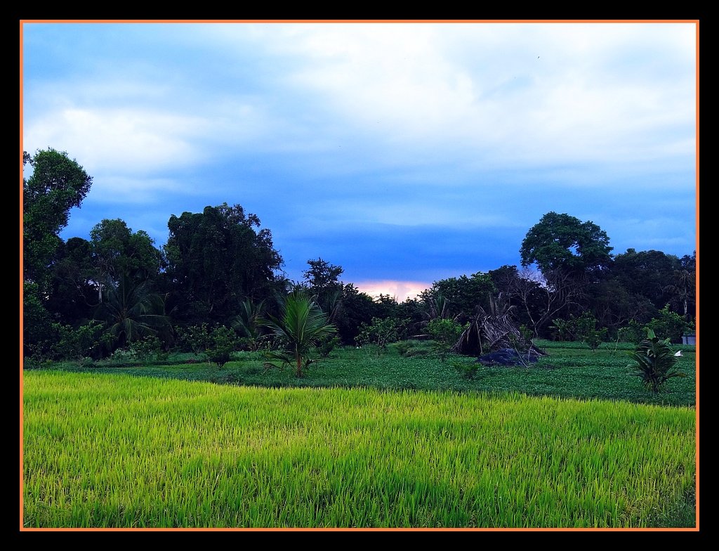 The Lush green fields near the Triveni Sangama, just before the sunset ...