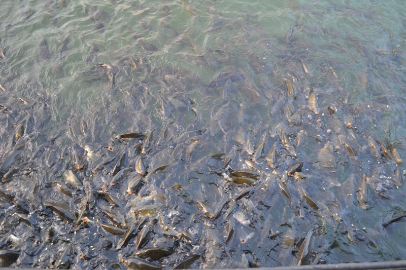 Countless numbers of Rohu fishes and Katla fishes at the Nainital Lake ...