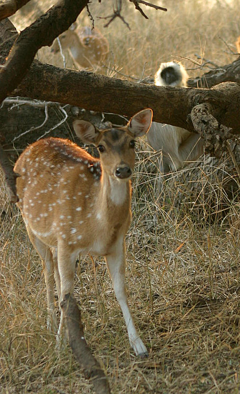 Deer in Ranthambore - India Travel Forum | IndiaMike.com