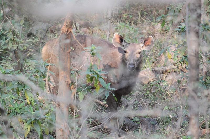 Spotting animal at Bala Quila - India Travel Forum | IndiaMike.com