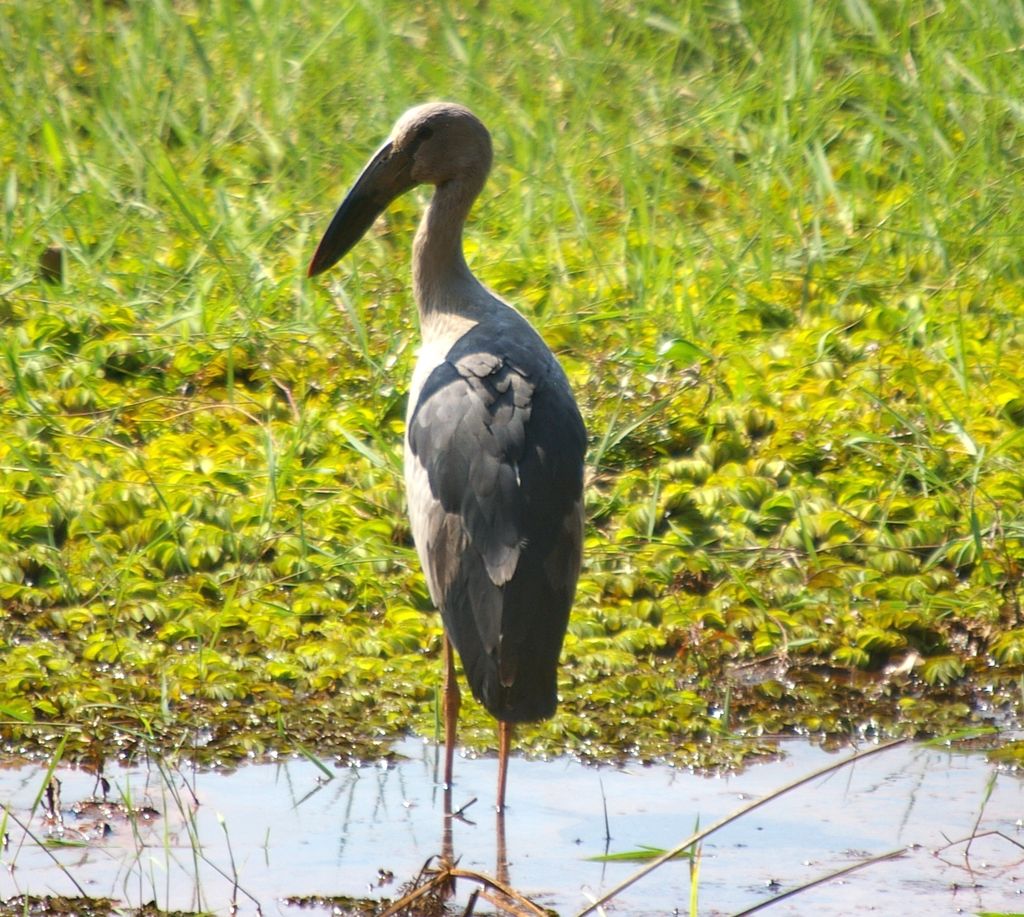 Taken at Carambolim Lake, Goa 311208 - India Travel Forum | IndiaMike.com