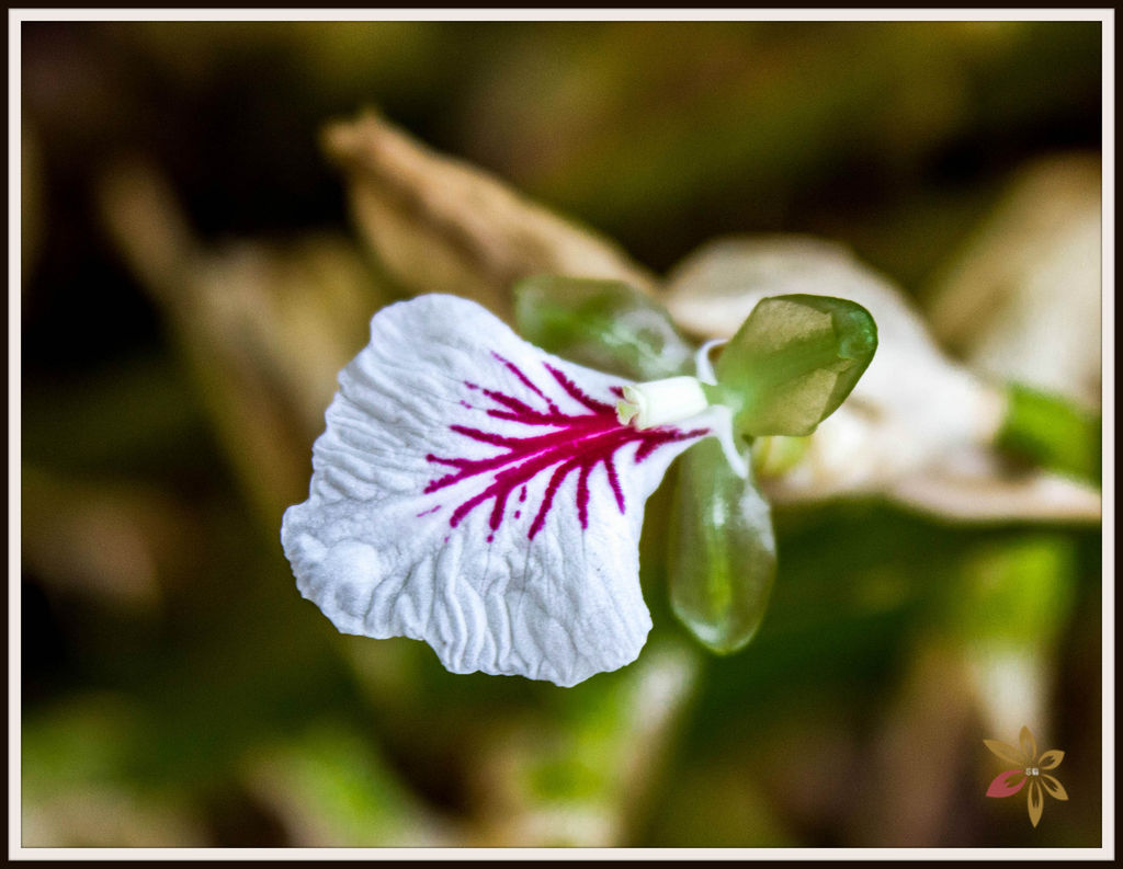 cardamom flower - India Travel Forum | IndiaMike.com