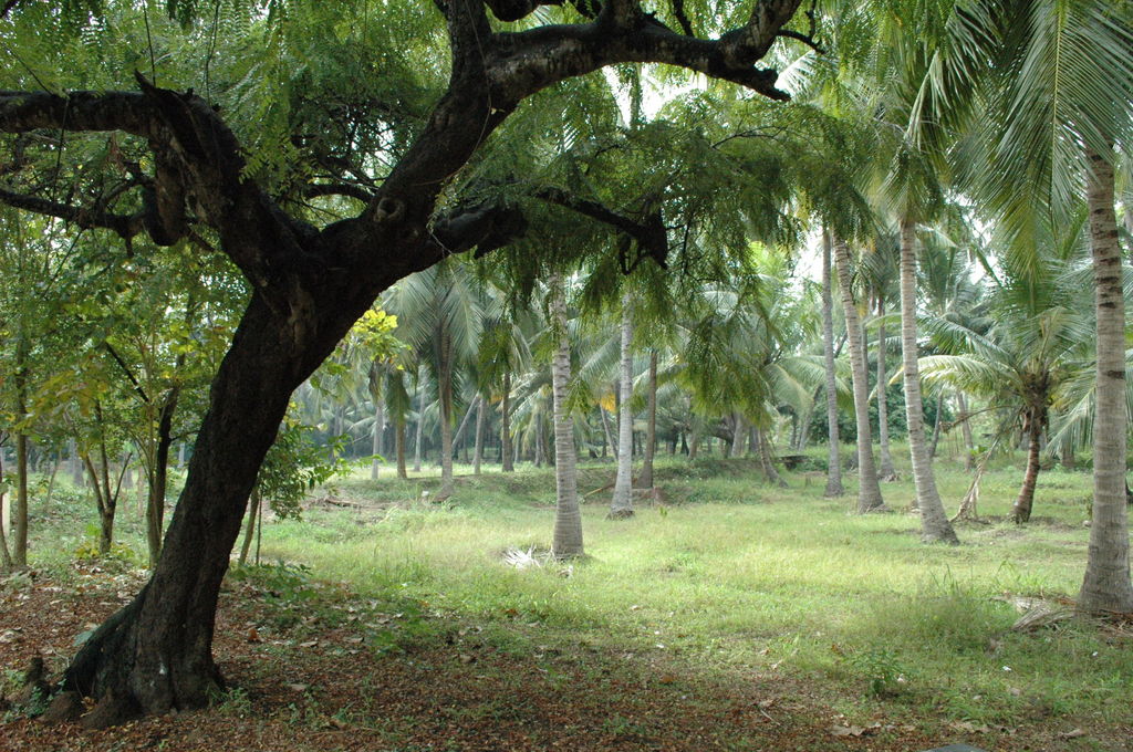 Theosophical Society, Chennai - India Travel Forum | IndiaMike.com