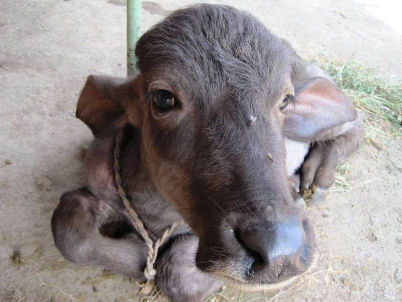 Calf! - India Travel Forum | IndiaMike.com