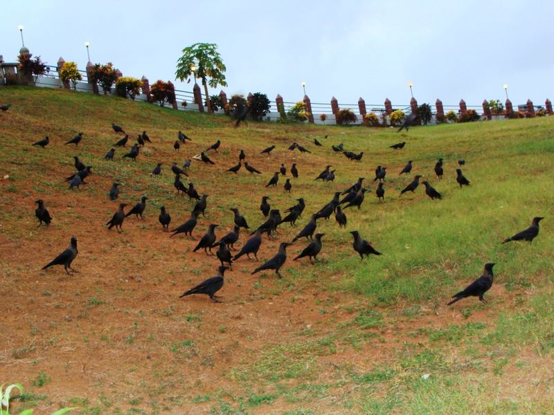 group-of-black-crows-stock-photo-image-of-birdwatching-102538540