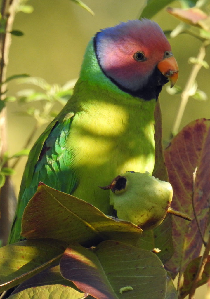 Plum-Headed Parakeet - India Travel Forum | IndiaMike.com