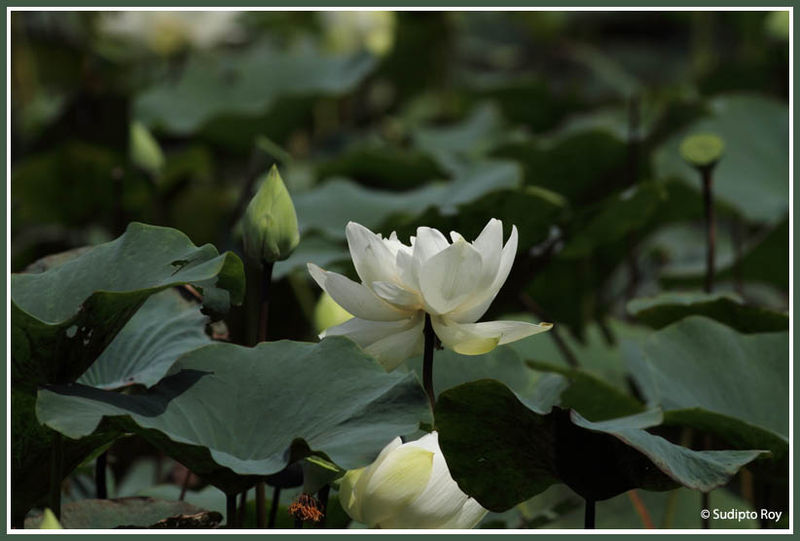 Lotus in the Jungle - India Travel Forum | IndiaMike.com