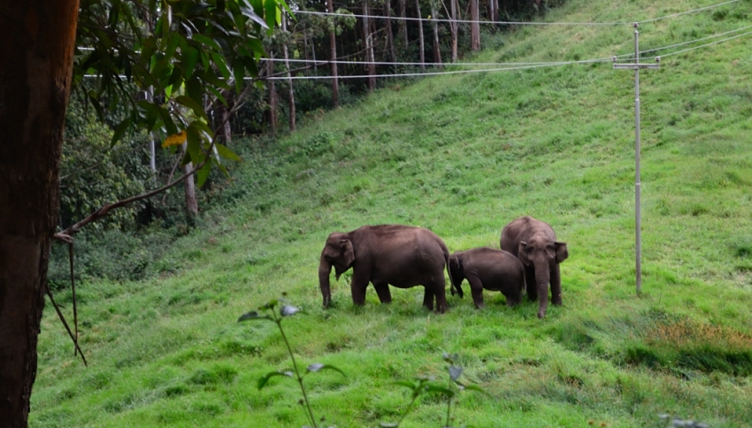 Munnar - India Travel Forum | IndiaMike.com