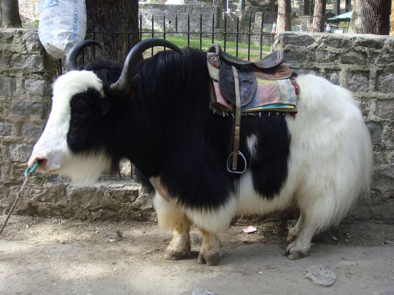 Cute Yak - India Travel Forum | IndiaMike.com