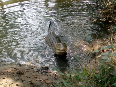 Sweta is Bhitarkanika National Park's newest albino crocodile- The