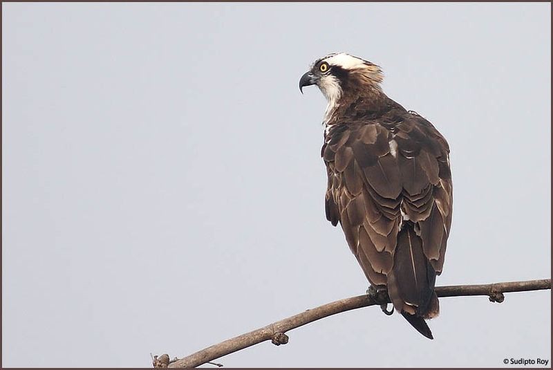 Osprey - India Travel Forum | IndiaMike.com