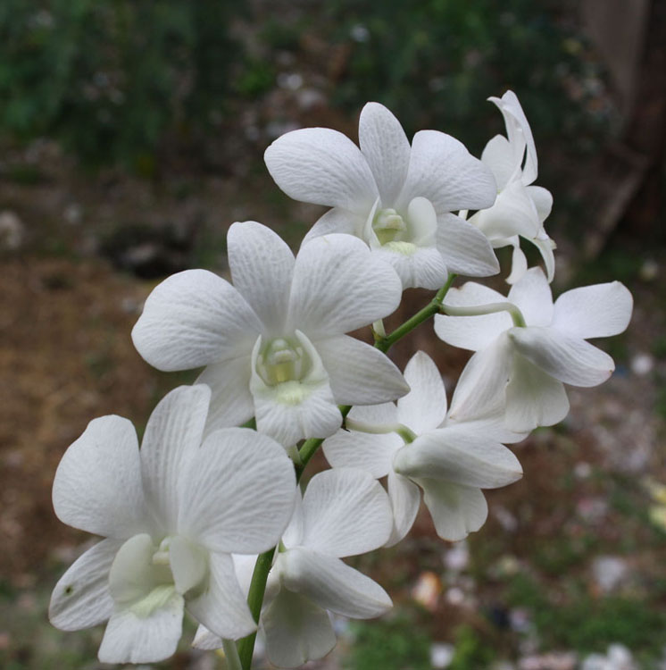 Orchid Shop in Kolkata. - India Travel Forum | IndiaMike.com