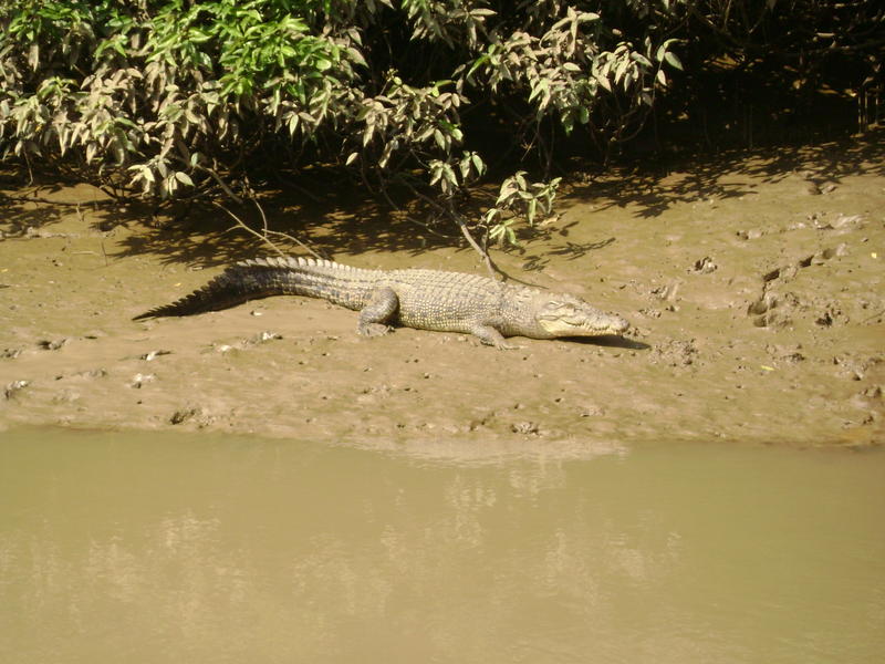 Rare albino crocodile sighted in Odisha's Bhitarkanika