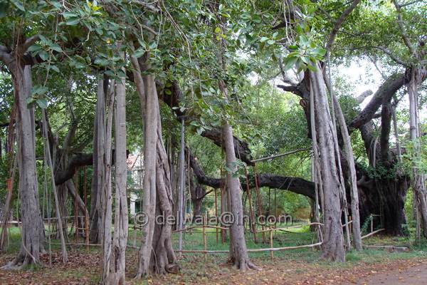 Oldest Banyan Tree - India Travel Forum | IndiaMike.com