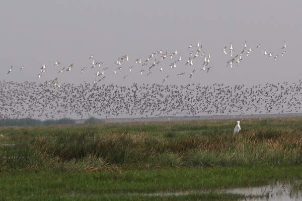 Mangalajodi..a Paradise For Bird Lovers - India Travel Forum 