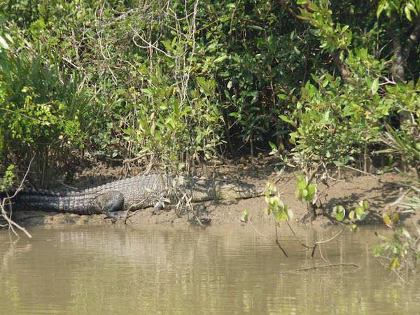 Bhitarkanika Tour - Hopeless - India Travel Forum 