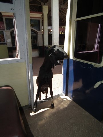 are dogs allowed in trains in india